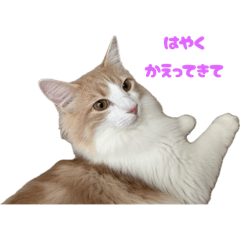 nekonomama_20251224225209