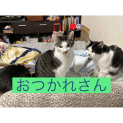 yuzumomo_20251225072805