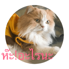 PPCat