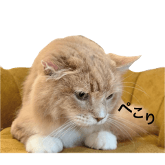 Sachi_20251224151418