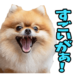 Pomeranian in Tottori