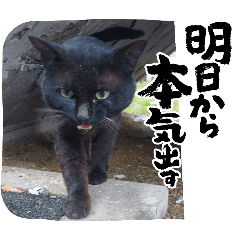 chaocro_20251224155603