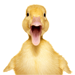 Fluffy Duck's Everyday Useful Phrases