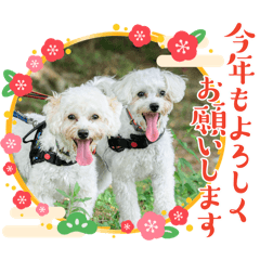 yuka_20251225133801