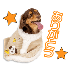 城戸家のこたつちゃん