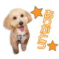 森園家のはるちゃん