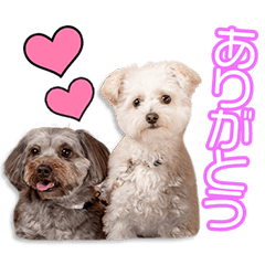 松本家のまろん＆きなこちゃん