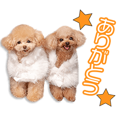 井之脇家のティー＆ミルクちゃん