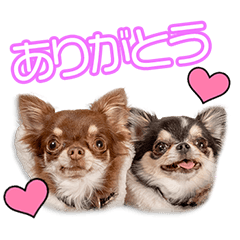 中川家のウォル＆クムちゃん