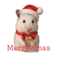 chana_20251225141012