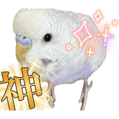 Tamachan_20251225041114