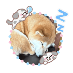 SAPPY_20251225142011