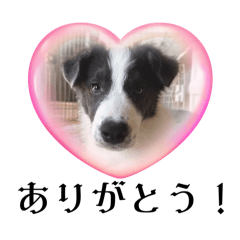 Shionyako factory_ver.Ray