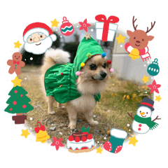 riipopo_20251225102957