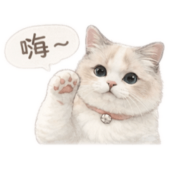 好可愛貓貓