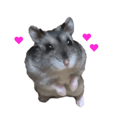 y_20251225144926hamster