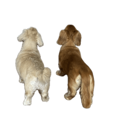 kureha_20251225145556