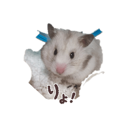 sirotan_20251225120256