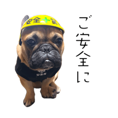 French bulldog minoru2