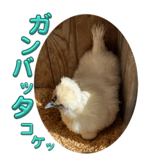 benny_20251225122416