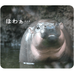 chiko_20251223205338