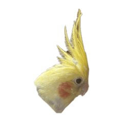 あや子すたんぷ-顔だけ-