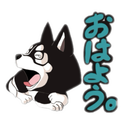 DiformeDOG Siberian Husky