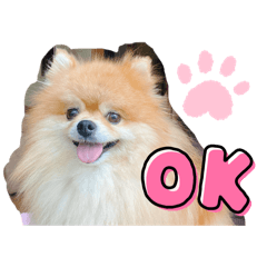 koa_yu_20251225161141