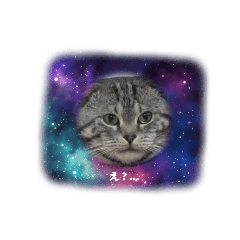 nukoneko_20251225164830