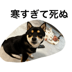 zikoziisan_20251225170542