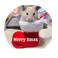 yokko_20251225173544