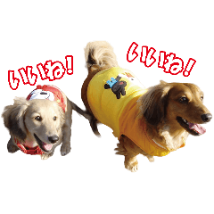 satoko_20251225172352