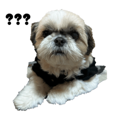 popochan_20251225190219