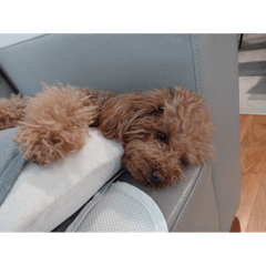 kurasho_20251225191323