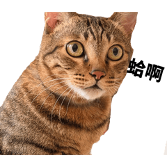 在天伍斑關心您