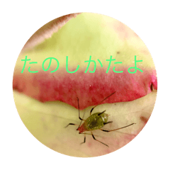 soucho_20251225195934