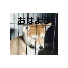 Yoshiki_20251225183913