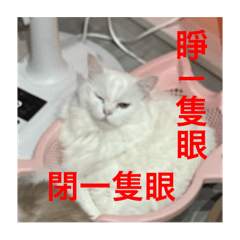 白色恐怖