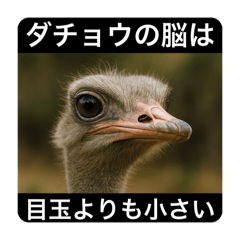 Useless Animal Trivia Stickers Vol.1