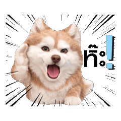 Cinnamon The Husky - Cute V.2