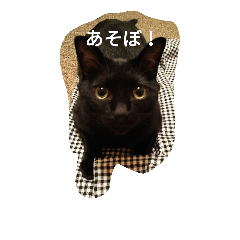 黒猫ふくちゃん