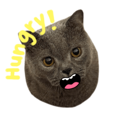 Fat cat_20251225194902