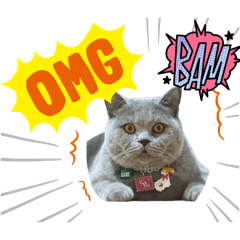 Hachi Goodboy_20251225190707