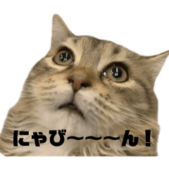 chico_20251225214215