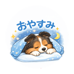 Shetland Sheepdog love !