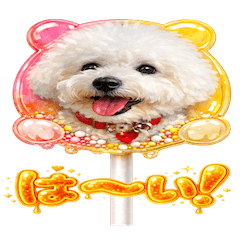 うちの子キャンディ”きなこたち”