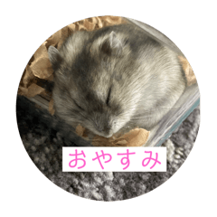 ringo_20251225221609