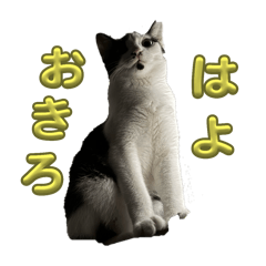 Satoshi_20251226102650