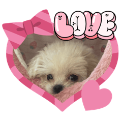 Mippo_20251226102036