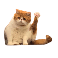 実家の猫(公式)